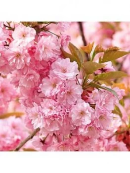 image of You Garden Flowering Cherry Kanzan' 1-1.2M Tall Bare Root