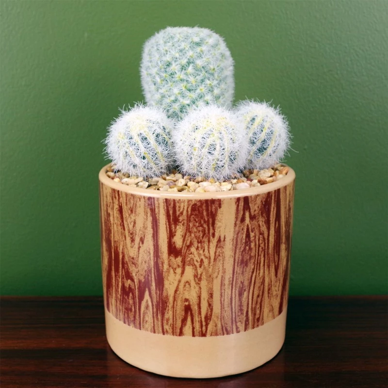 Image of Leaf Artificial Cactus Plant Cacti in Ceramic Planter Botanik Green