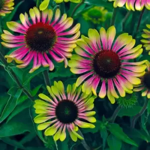 Image of Yougarden Echinacea Green Twister x 3 Plants in 9cm Pots