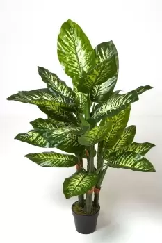 Image of Dieffenbachia Dumb Cane Plant in Pot, 150cm Tall