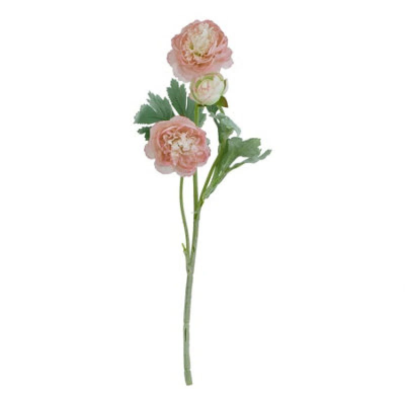 Image of The Natural Garden Collection Pink Ranunculus