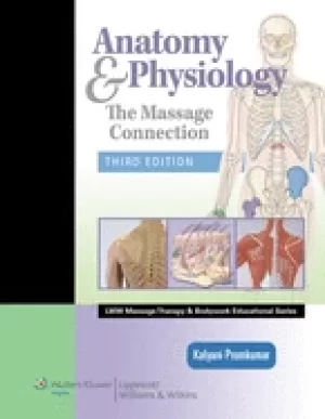Image of anatomy and physiology the massage connection