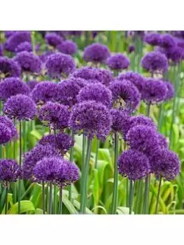 image of Allium Purple Sensation - Pack Of 25 Bulbs