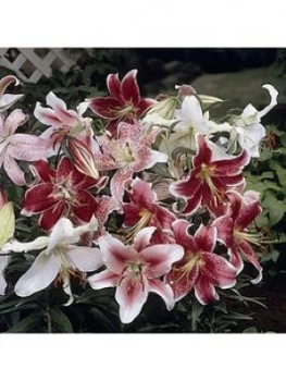 Image of Pack Of 25 Mixed Oriental Lily Bulbs