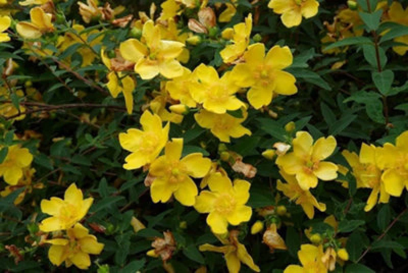 Image of Inspirational Gifting 1-2ft Hypericum 'hidcote' St John's Wort Field Grown Bare Root Hedging Plants Tree Whip Sapling - Pack Of 10