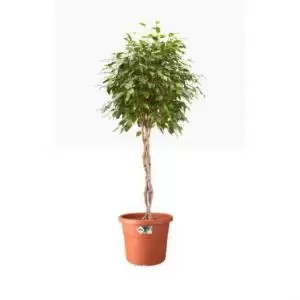 Image of Elho Cilindro Wheeled Pot 58cm TERRACOTTA NWT7062