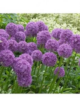 Image of Allium Violet Beauty 50 Bulbs