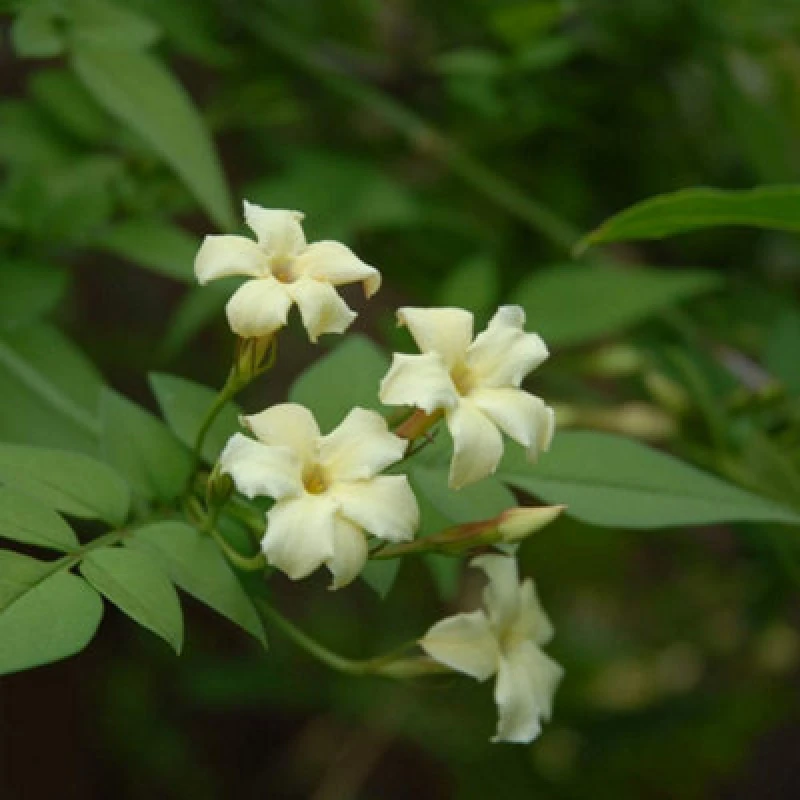 Image of Thompson & Morgan Jasmine Officinale Clotted Cream 3 Litre Potted Plant X 1