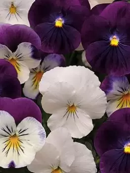 Image of Pair Of Pansy Cool Wave Berries & Cream Hanging Baskets