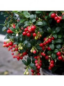 Image of Vaccinium Vitis-Idaea Miss Cherry 2L