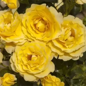 Image of YouGarden Rose Golden 50th Wedding Anniversary 3L pot - Brown