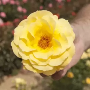 Image of YouGarden Rose 'Arthur Bell'