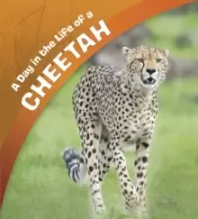 Image of A Day in the Life of a Cheetah