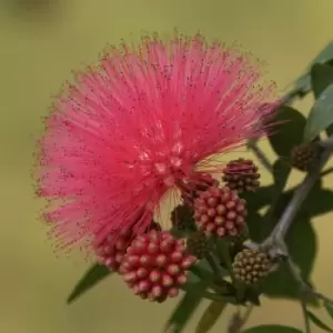 Image of Yougarden Calliandra Surinamensis 'dixie Pink' Standard
