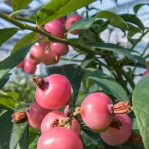 Image of Thompson & Morgan Blueberry (Vaccinium) Pink Blueberry 9cm Pot x 1