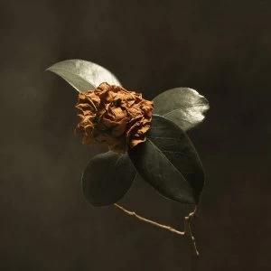 Image of St Paul & The Broken Bones - Young Sick Camellia Vinyl