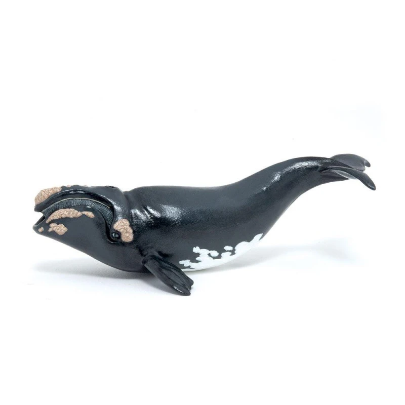 Image of PAPO Right Whale