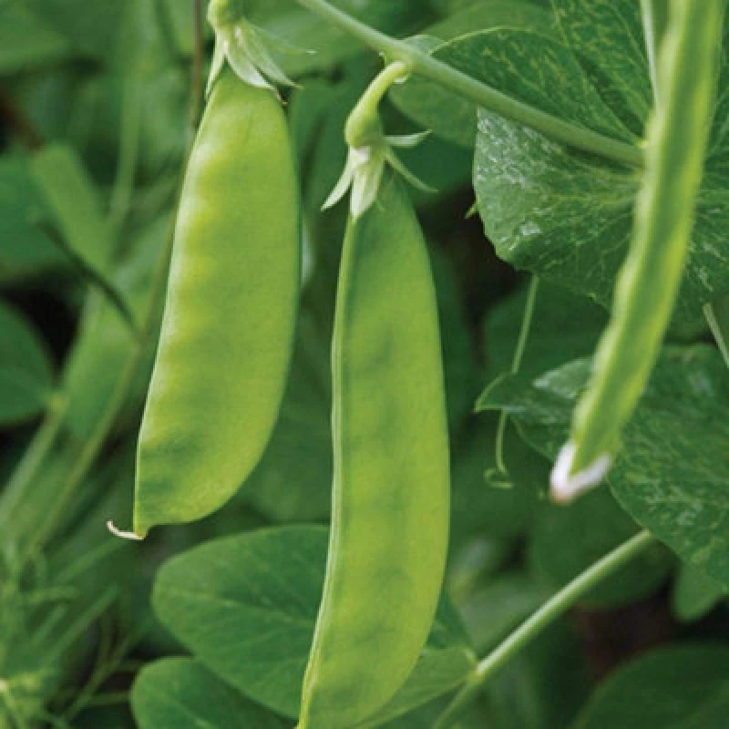 Image of Thompson & Morgan Pea Mangetout Oregon Sugar Pod 1 Seed Packet