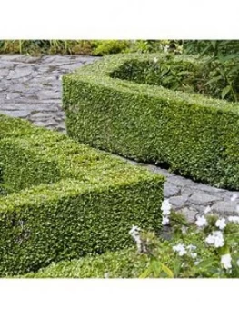 Image of Buxus Sempervirens 9Cm Pot X 25