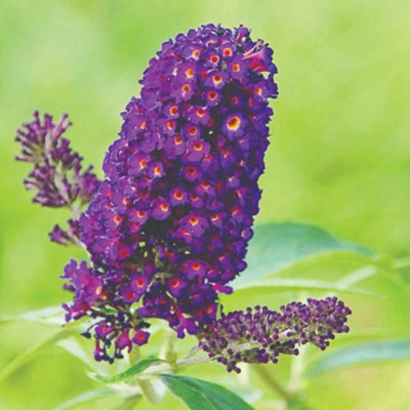 Image of Thompson & Morgan Buddleja Buzz Indigo Dwarf Butterfly Bush - Dusky Deep Blue Blooms Patio Pots Small Gardens Attracts Pollinators - 1L Pot X2