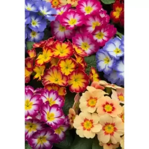 image of YouGarden Primrose Bonelli Mix 20 Plants