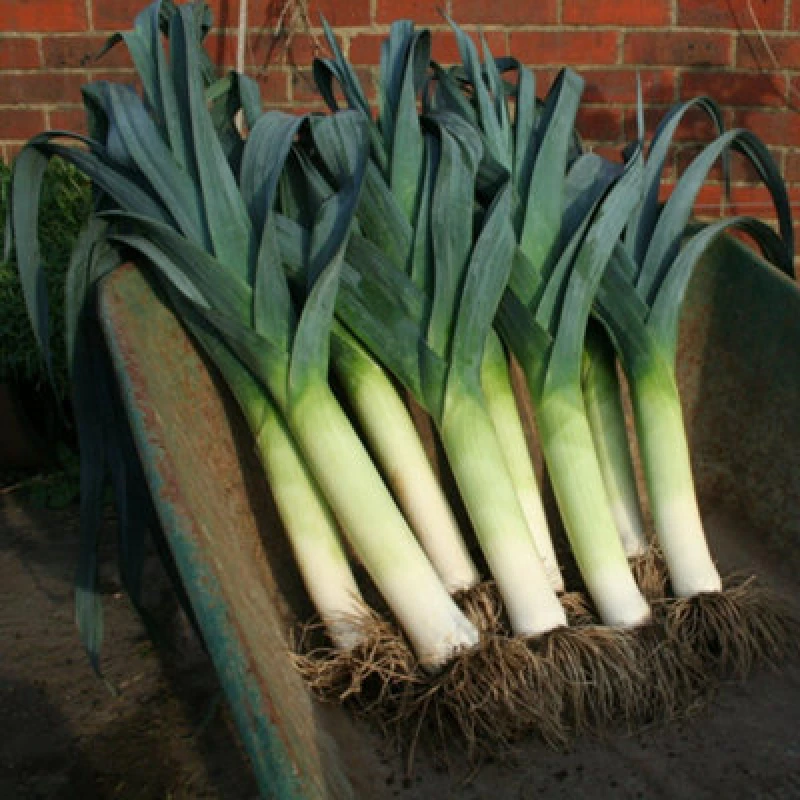 Image of Thompson & Morgan Leek Lancaster F1 1 Seed Packet