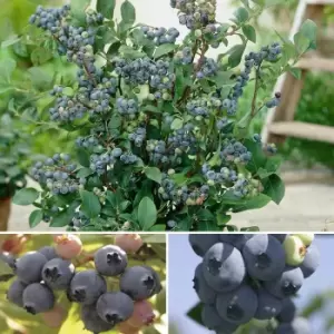 Image of YouGarden Blueberry collection x 3 varieties in 9cm Pots