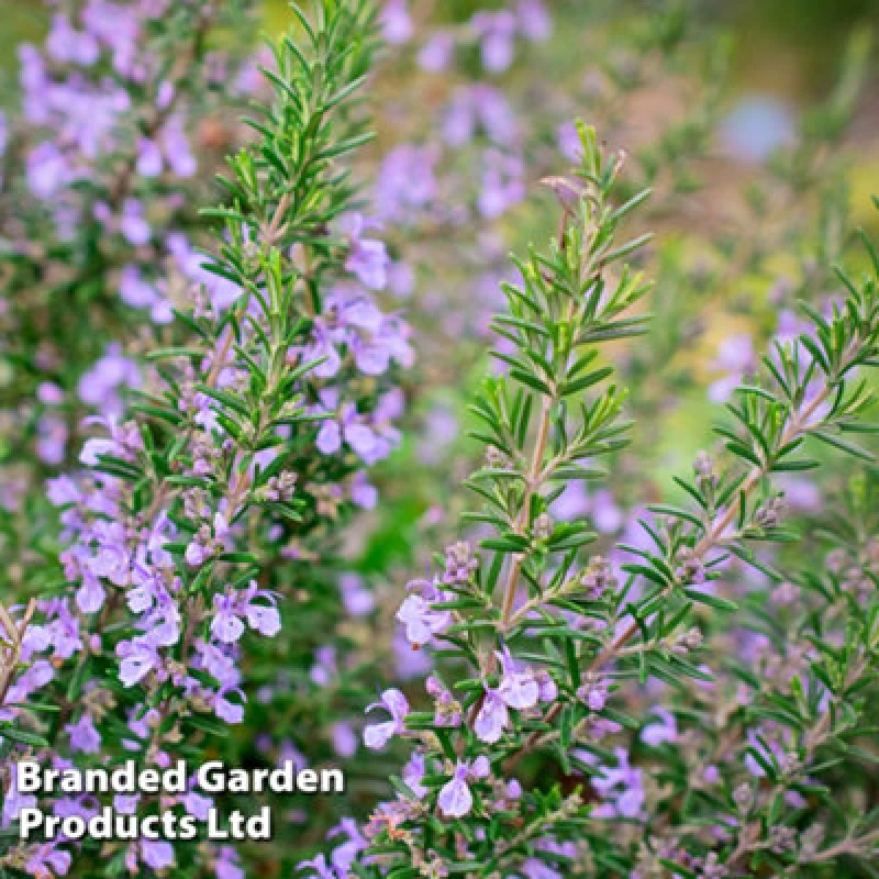 Image of Thompson & Morgan Rosmarinus (Rosemary) Officinalis Miss Jessop's 1 Litre Potted Plant X 1