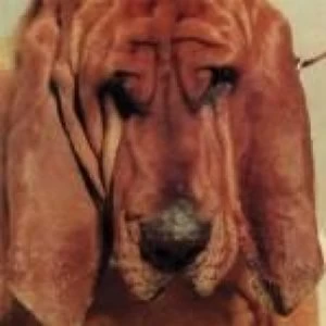 Image of Ty Segall - Goodbye Bread Vinyl