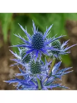 Image of Eryngium 'Blue Hobbit' (3 X 9Cm Pots)
