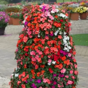 Image of YouGarden Busy Lizzie 'Imara' Plant
