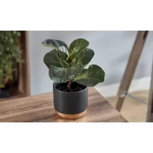Image of Thompson & Morgan Thompson and Morgan Ficus lyrata 'Compacta' (House Plant) 9cm x 1