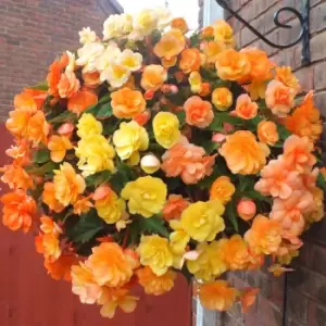 Image of Yougarden Begonia Apricot Fiery Shades Mix x 10 Tubers