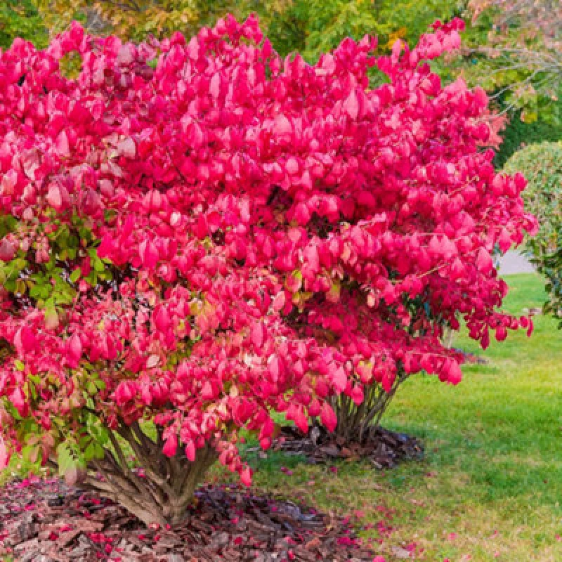 Image of You Garden - Euonymus Alatus Established Shrub In 9Cm Pot Ready For Planting