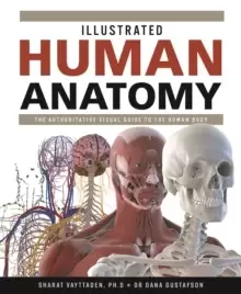 Image of Illustrated Human Anatomy