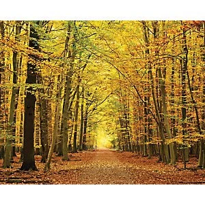 Image of ohpopsi Autumn Forest Leaves Wall Mural Multi 14.4m L