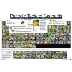 Image of Periodic Table Of Cannabis Maxi Poster