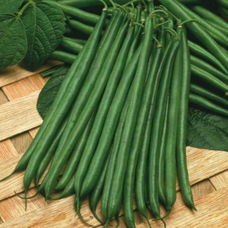 Image of Thompson & Morgan Dwarf Bean Boston 1 Seed Packet (100 Seeds)