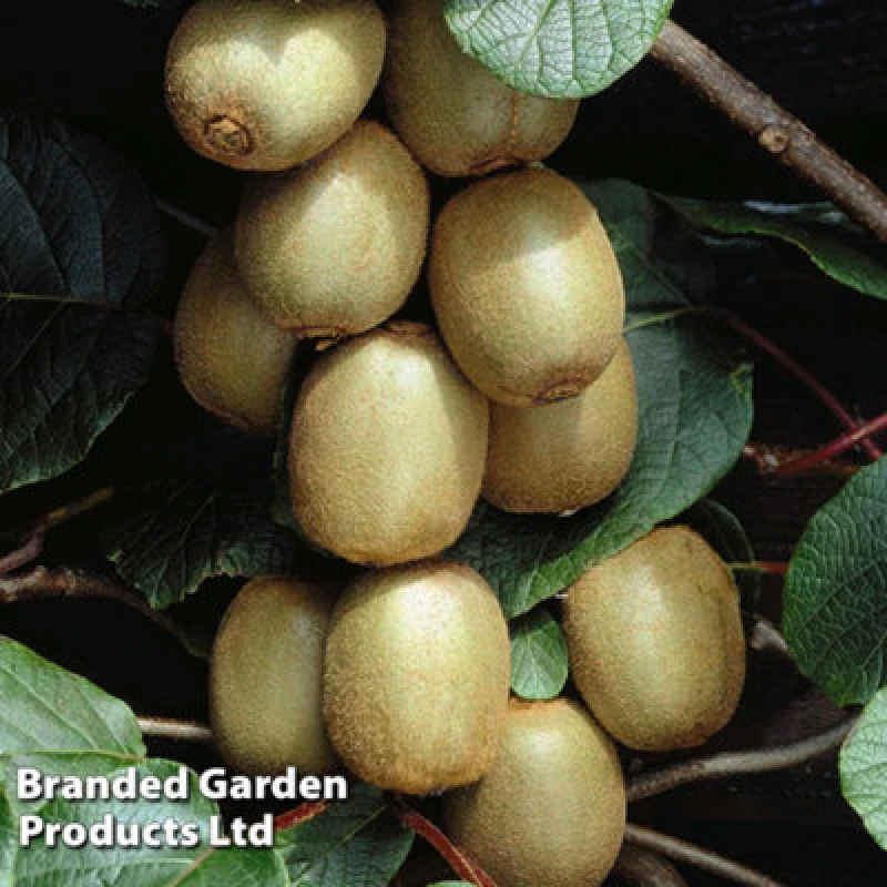 Image of Thompson & Morgan Actinidia (Kiwi) Deliciosa Hayward 15Cm Potted Plant X 1