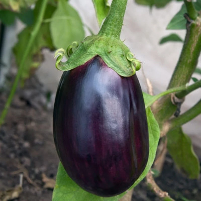 Image of Thompson & Morgan Aubergine Black Beauty Seeds - Heavy Cropping Glossy Dark Fruits - Greenhouse/patio Vegetable Variety - 8 Seeds