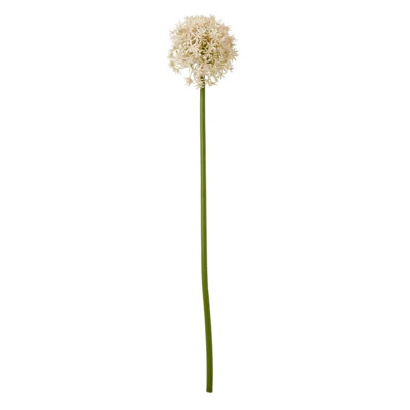 Image of Pink Medium Allium Stem