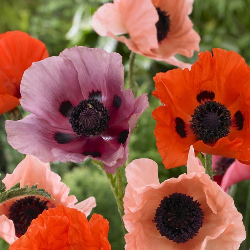 Image of You Garden Premium Oriental Poppy Collection (3 Bare Roots) One Colour WVKQZ Unisex
