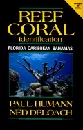 Image of reef coral identification florida caribbean bahamas