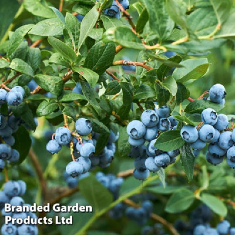 Image of Thompson & Morgan Blueberry (Vaccinium) Osorno 1.5 Litre Potted Plant X 1