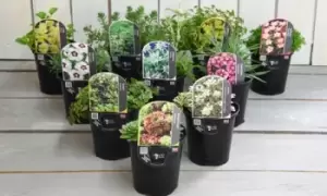 Image of Assorted Alpine Plant Collection: 12 Plants