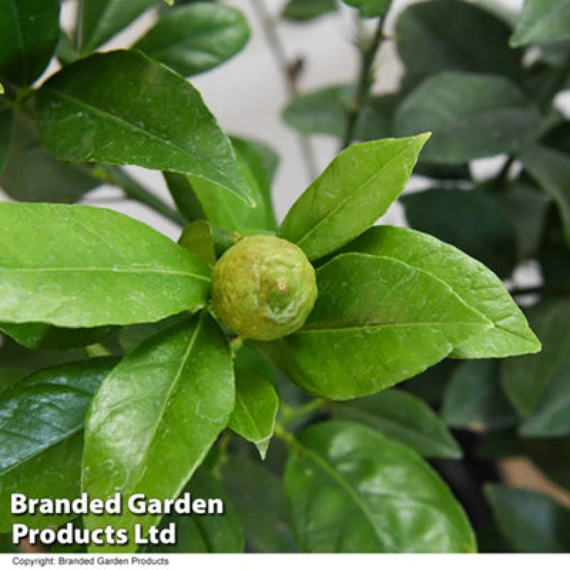 Image of Thompson & Morgan Citrus Tree Limequat 2.5 Litre Potted Plant X 1