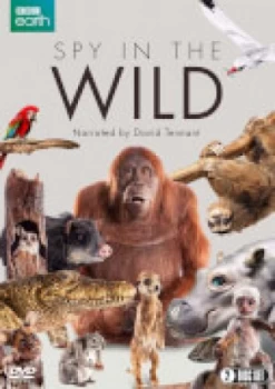Image of Spy in the Wild