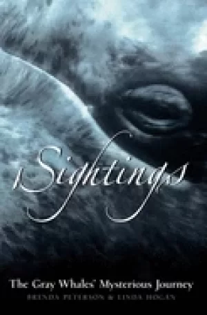 Image of sightings the gray whales mysterious journey