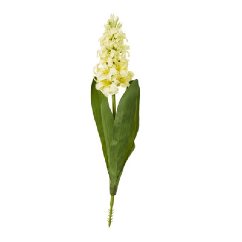Image of Yellow Hyacinth Stem