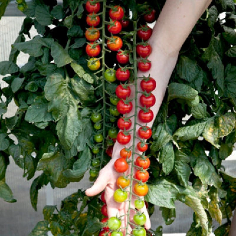 Image of Thompson & Morgan Tomato Rapunzel 1 Seed Packet ( 6 Seeds )
